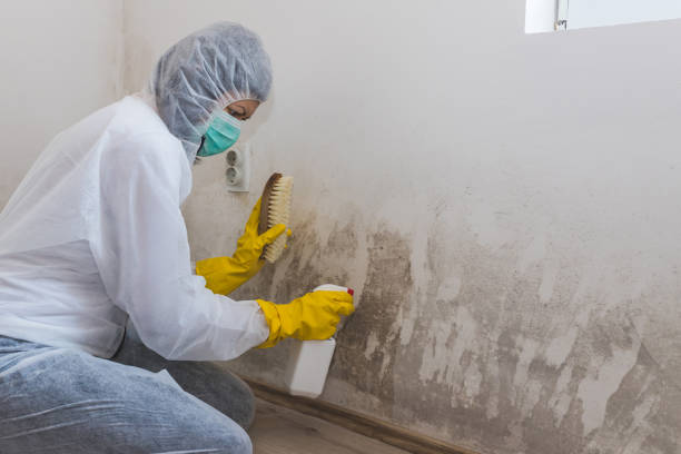 Best Commercial Mold Removal  in Damascus, OR