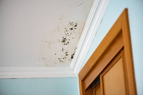 Crawl Space Mold Removal in Damascus, OR