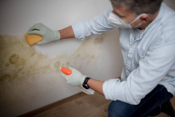 Best Office Mold Removal Services  in Damascus, OR