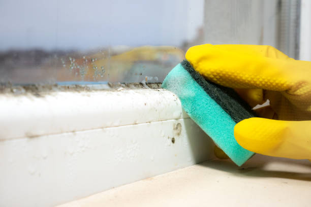 Best Office Mold Removal Services  in Damascus, OR