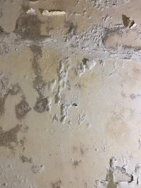Best Certified Mold Removal  in Damascus, OR