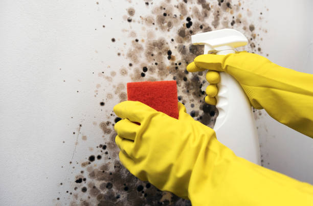 Office Mold Removal Services in Damascus, OR