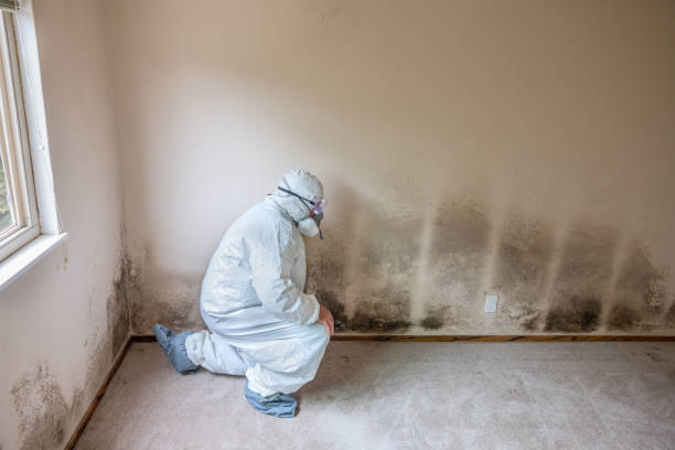 Best Black Mold Removal  in Damascus, OR