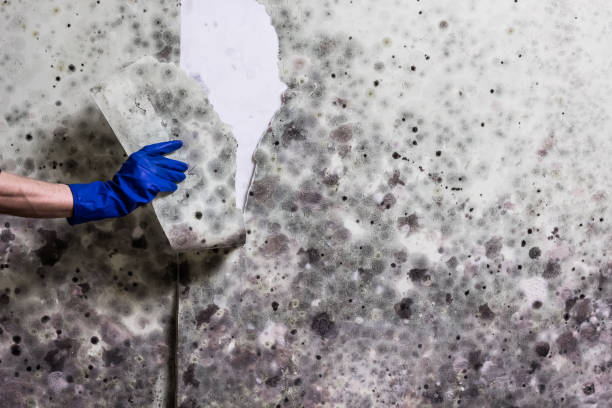 Best Mold Removal Company Near Me  in Damascus, OR